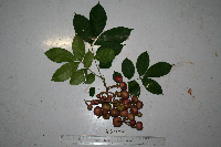 Goniocheton arborescens image