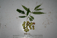 Syzygium longipes image