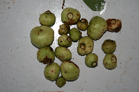 Syzygium longipes image