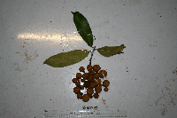 Myristica hollrungii image