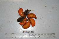 Sterculia shillinglawii image