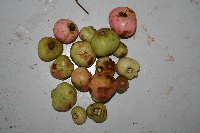 Syzygium longipes image