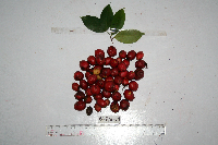 Syzygium trachyanthum image