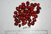 Syzygium trachyanthum image