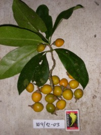 Ternstroemia cherryi image