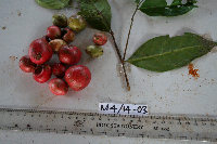 Syzygium gonatanthum image