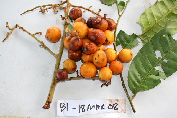 Aglaia lepidopetala image