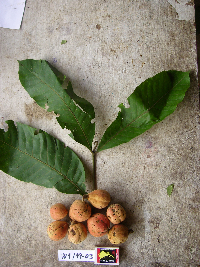 Chisocheton lasiocarpus image