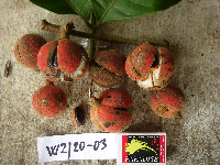 Chisocheton lasiocarpus image