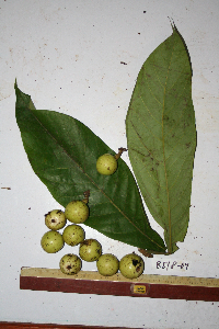 Litsea globosa image