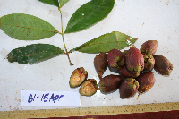 Syzygium nemorale image