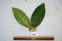 Phaleria perrottetiana image