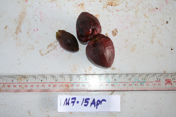 Syzygium nemorale image