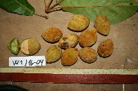 Elaeocarpus amplifolius image