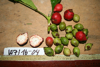 Ixora novoguineensis image