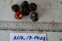 Syzygium longipes image