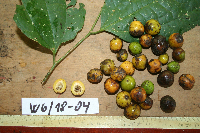 Celtis latifolia image