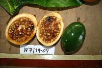 Atractocarpus decorus image