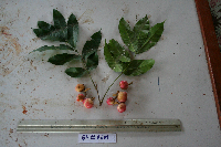 Goniocheton arborescens image