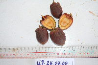 Syzygium gonatanthum image