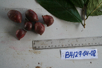 Goniothalamus grandiflorus image
