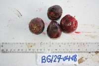 Syzygium gonatanthum image