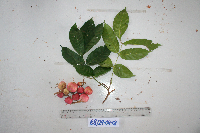 Goniocheton arborescens image