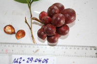 Goniothalamus grandiflorus image