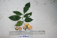 Goniocheton arborescens image