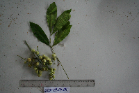 Goniocheton arborescens image