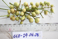 Goniocheton arborescens image