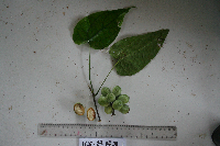 Tinospora dissitiflora image