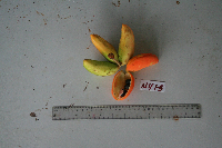 Sterculia shillinglawii image