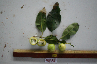 Garcinia ledermannii image