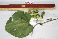 Tinospora dissitiflora image