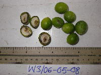 Tinospora dissitiflora image