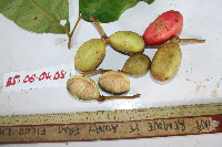 Drepananthus polycarpus image