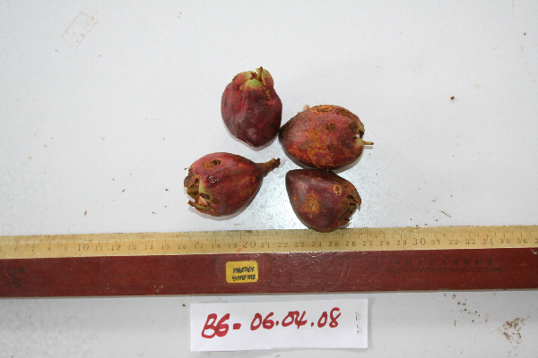 Syzygium gonatanthum image