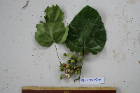 Tinospora dissitiflora image