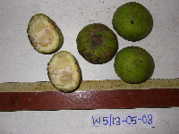 Diospyros hebecarpa image