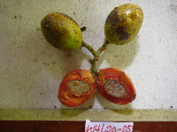 Horsfieldia sylvestris image
