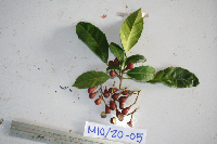 Pimelodendron amboinicum image