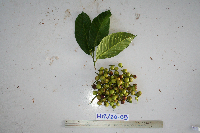 Prainea limpato subsp. papuana image