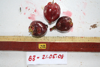 Syzygium nemorale image