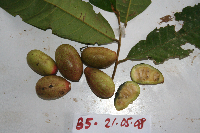 Drepananthus polycarpus image