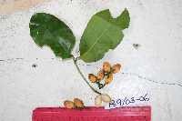 Gnetum latifolium image