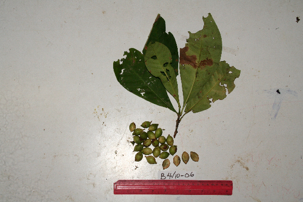 Ixora novoguineensis image