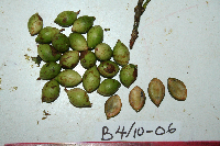 Ixora novoguineensis image