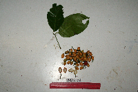 Gnetum latifolium image