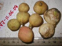 Goniocheton arborescens image